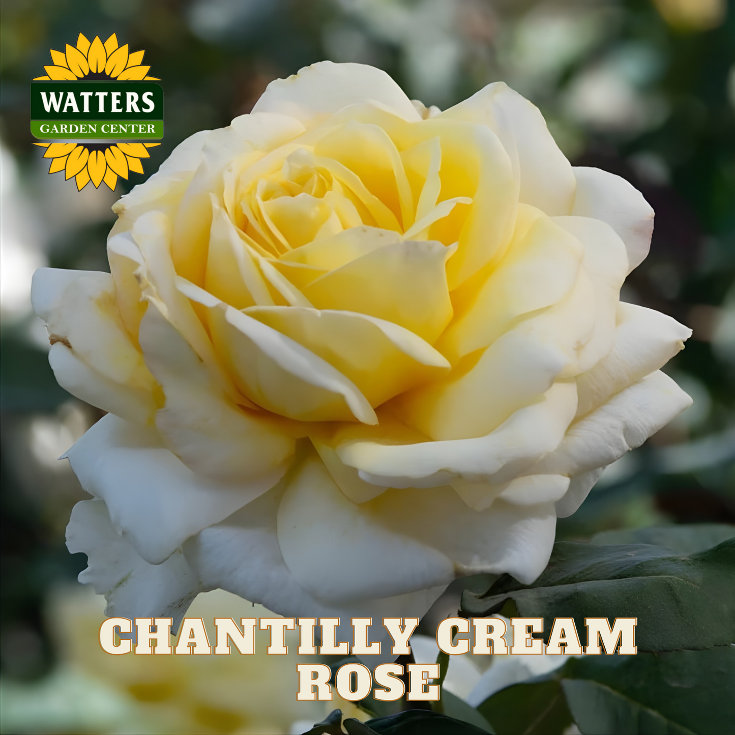 Close-up of a Chantilly Cream rose with Watters Garden Center branding.