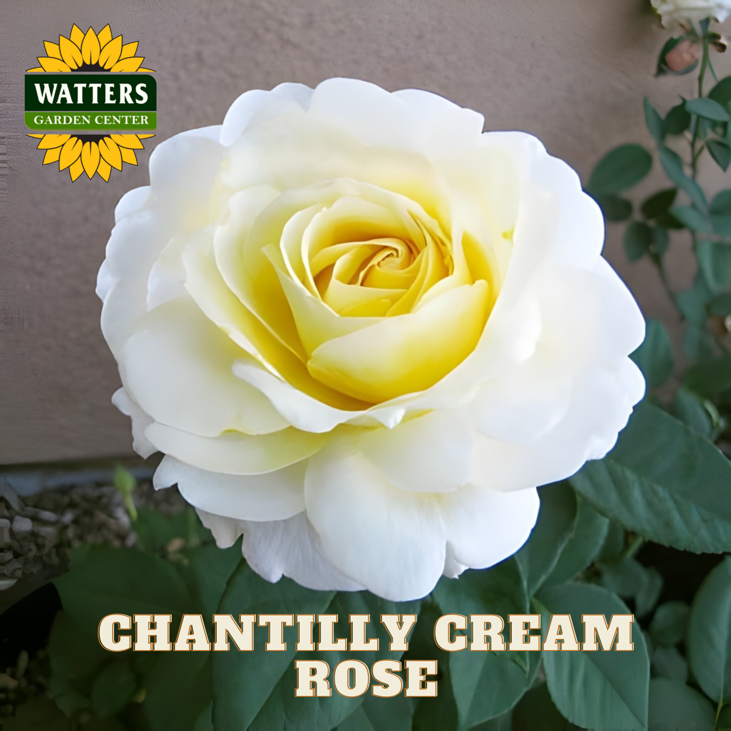 White rose with green leaves and 'Watters Garden Center' logo.