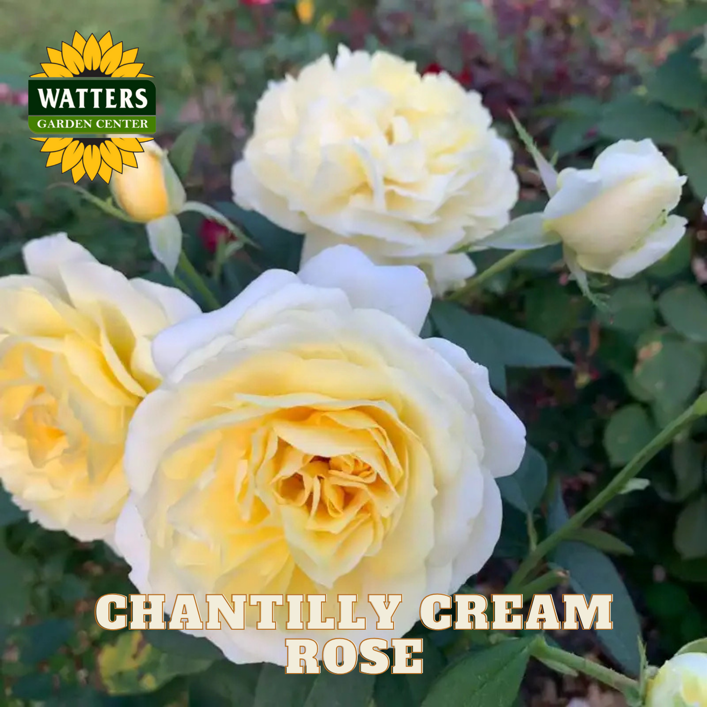 Chantilly Cream roses with Watters Garden Center logo in the corner.