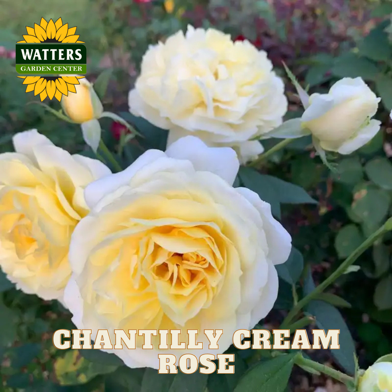 Chantilly Cream roses with Watters Garden Center logo in the corner.