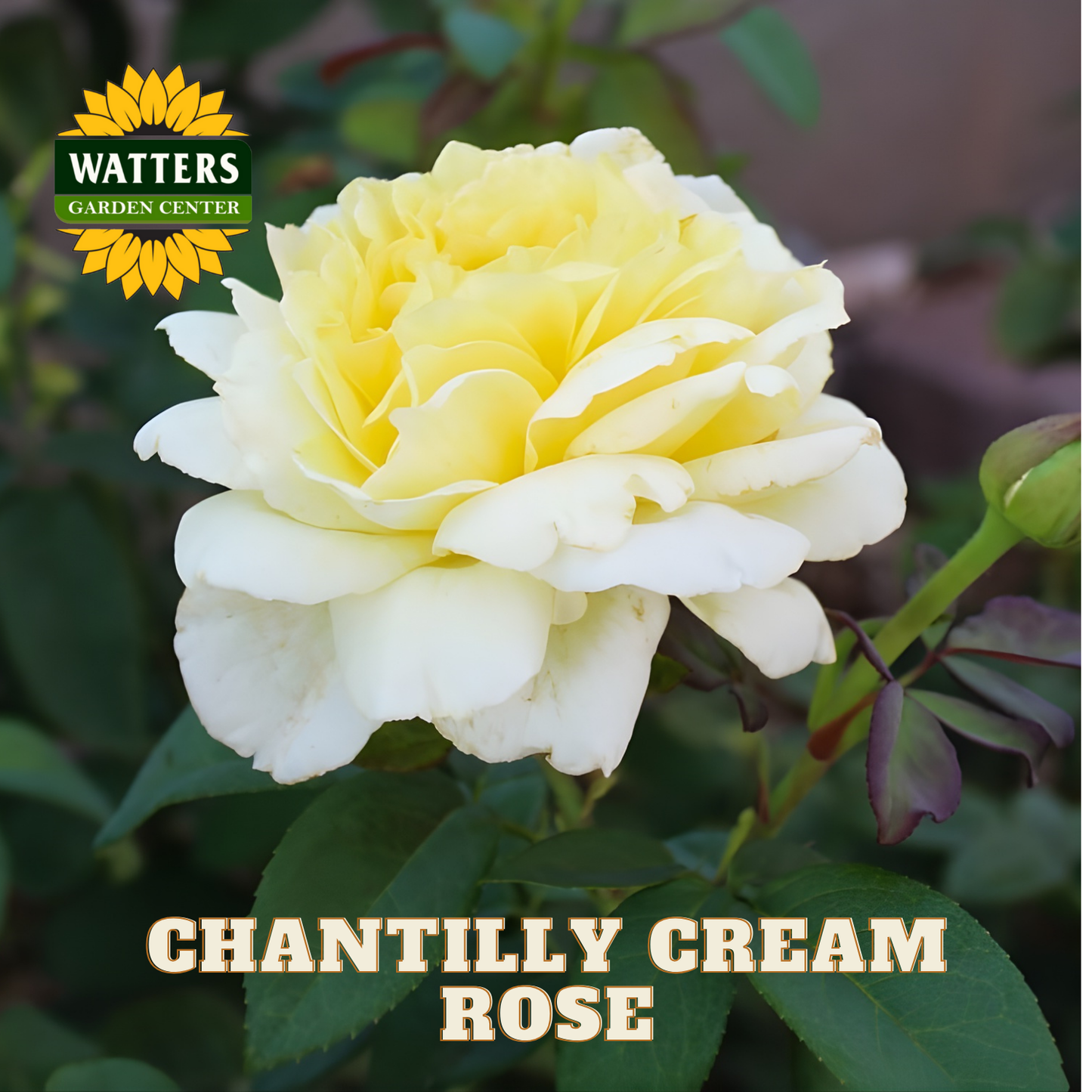 Yellow rose with green leaves and Watters Garden Center logo.
