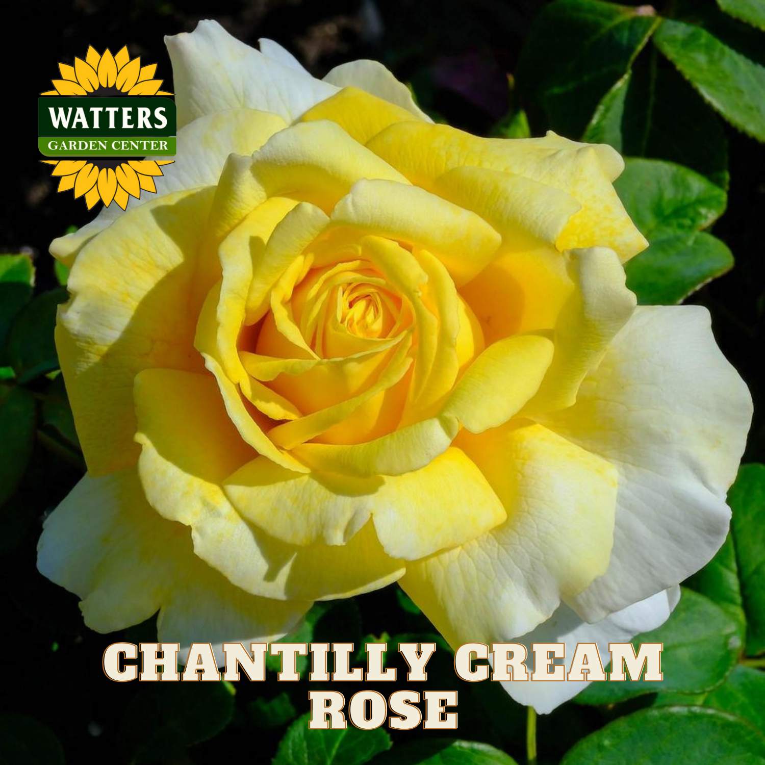 Yellow rose with green leaves and Watters Garden Center logo.