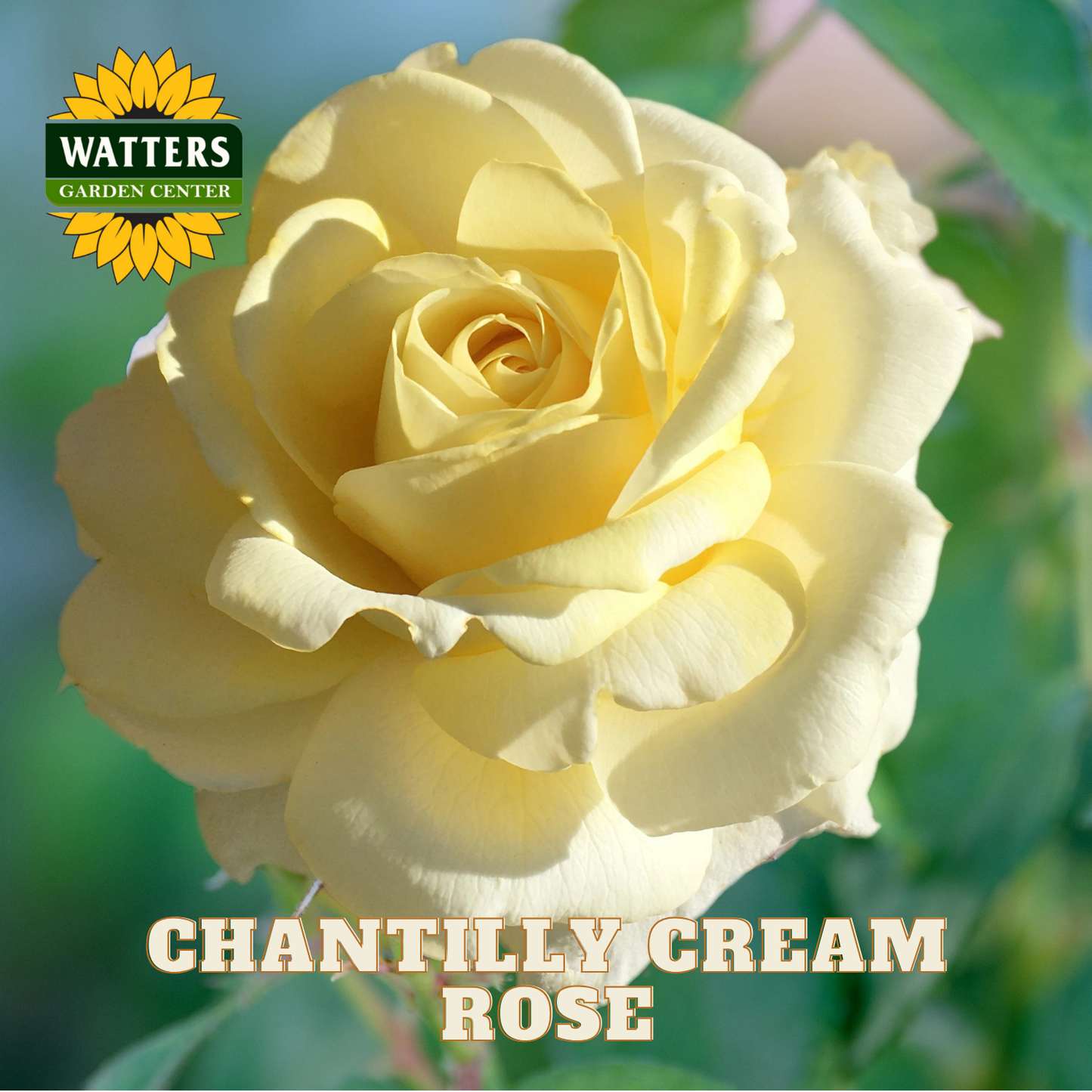 Close-up of a Chantilly Cream rose with Watters Garden Center logo.