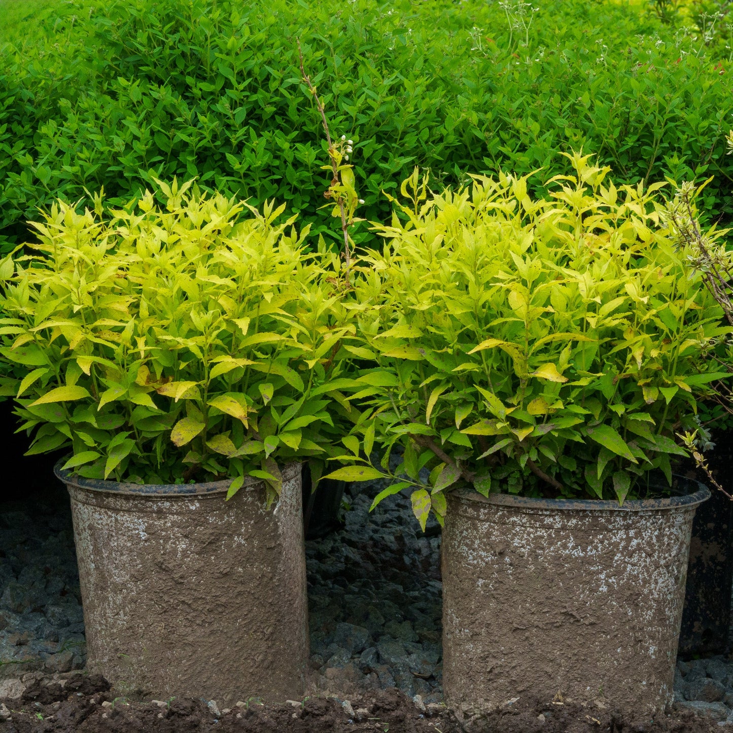 Chardonnay Pearls® Deutzia (Deutzia gracilis 'Chardonnay Pearls') - 2 gallon 10"