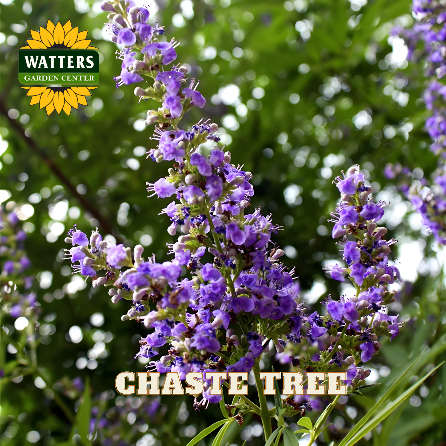 Purple flowers of a chaste tree with Watters Garden Center logo in the corner.