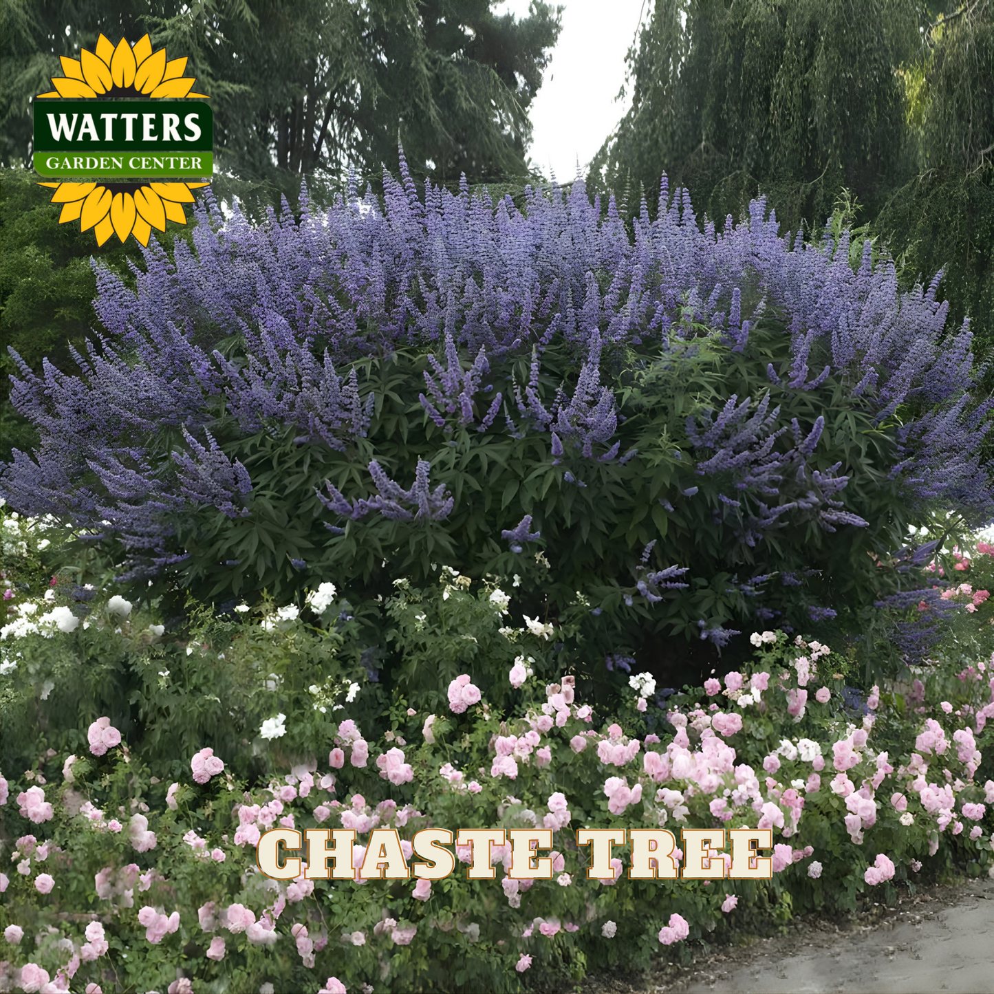 Chaste tree with pink flowers and Watters Garden Center logo in the background