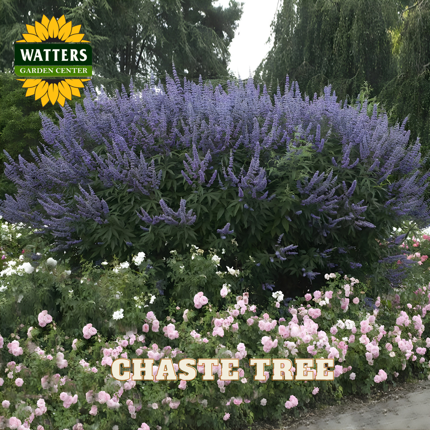 Chaste tree with pink flowers and Watters Garden Center logo in the background