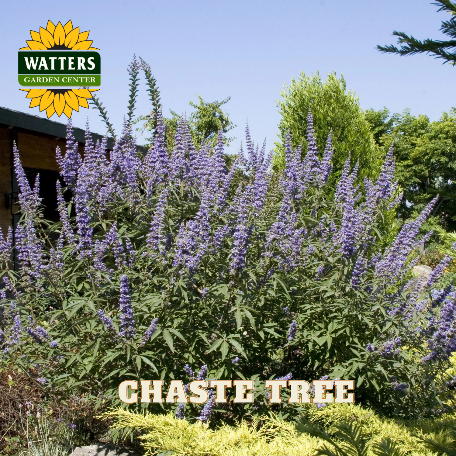 Chaste tree with Watters Garden Center branding in a garden setting