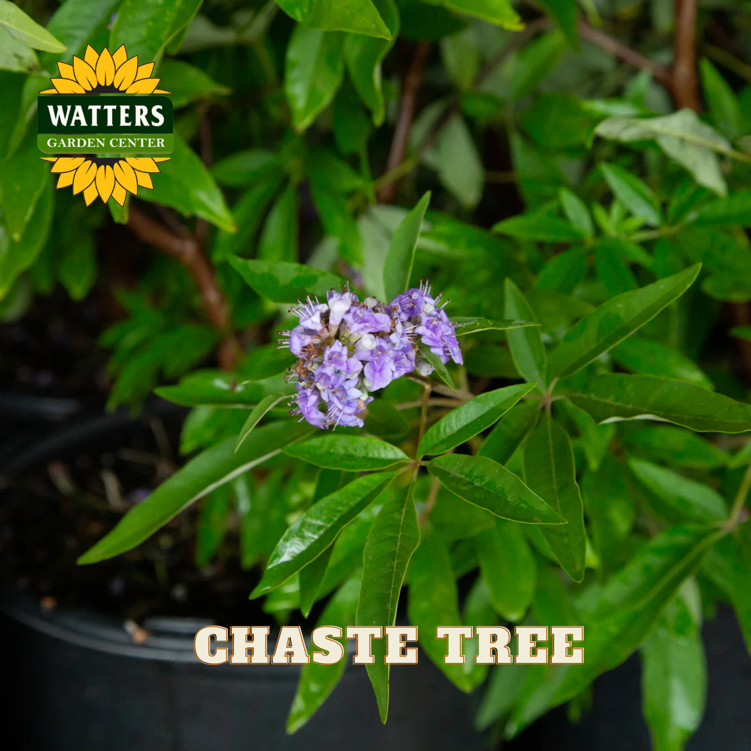 Chaste tree with purple flowers and green leaves, branded with Watters Garden Center.