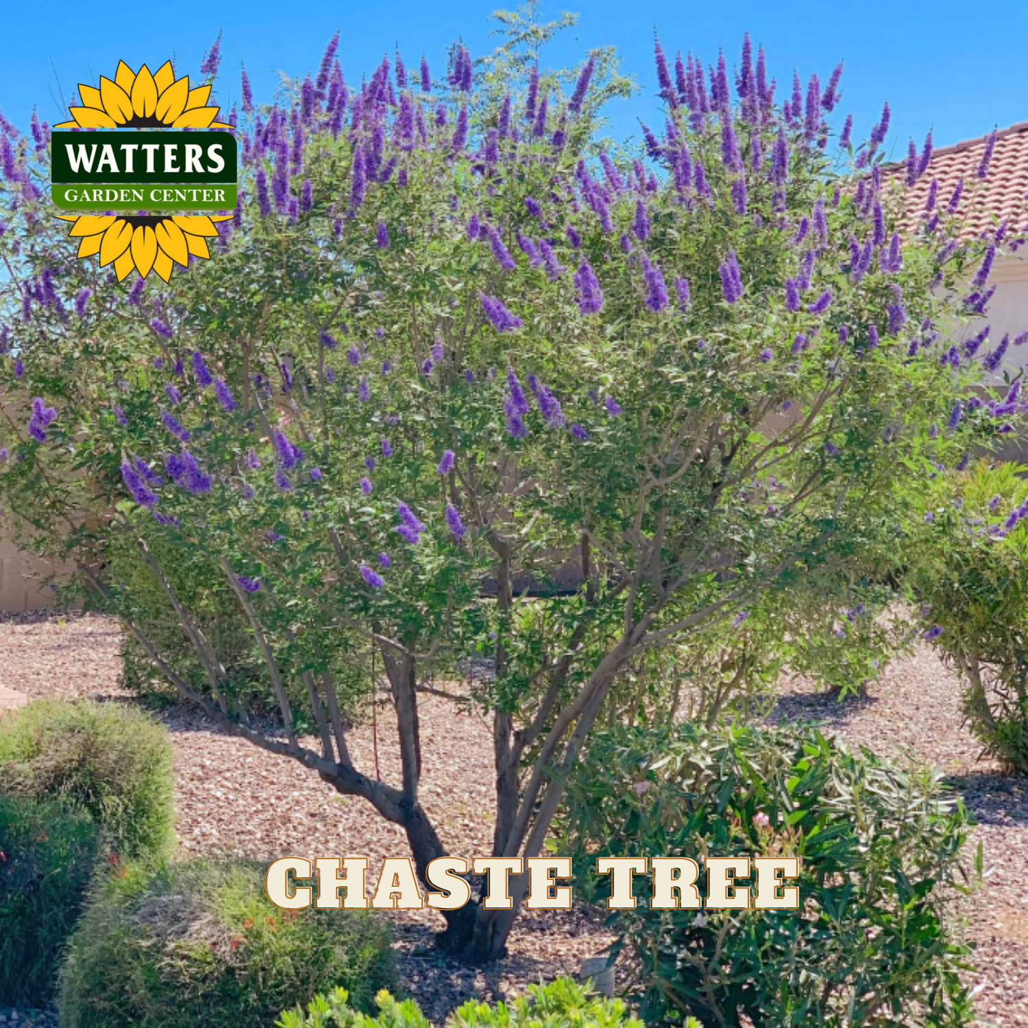 Chaste tree with purple flowers in a garden setting, featuring Watters Garden Center branding.