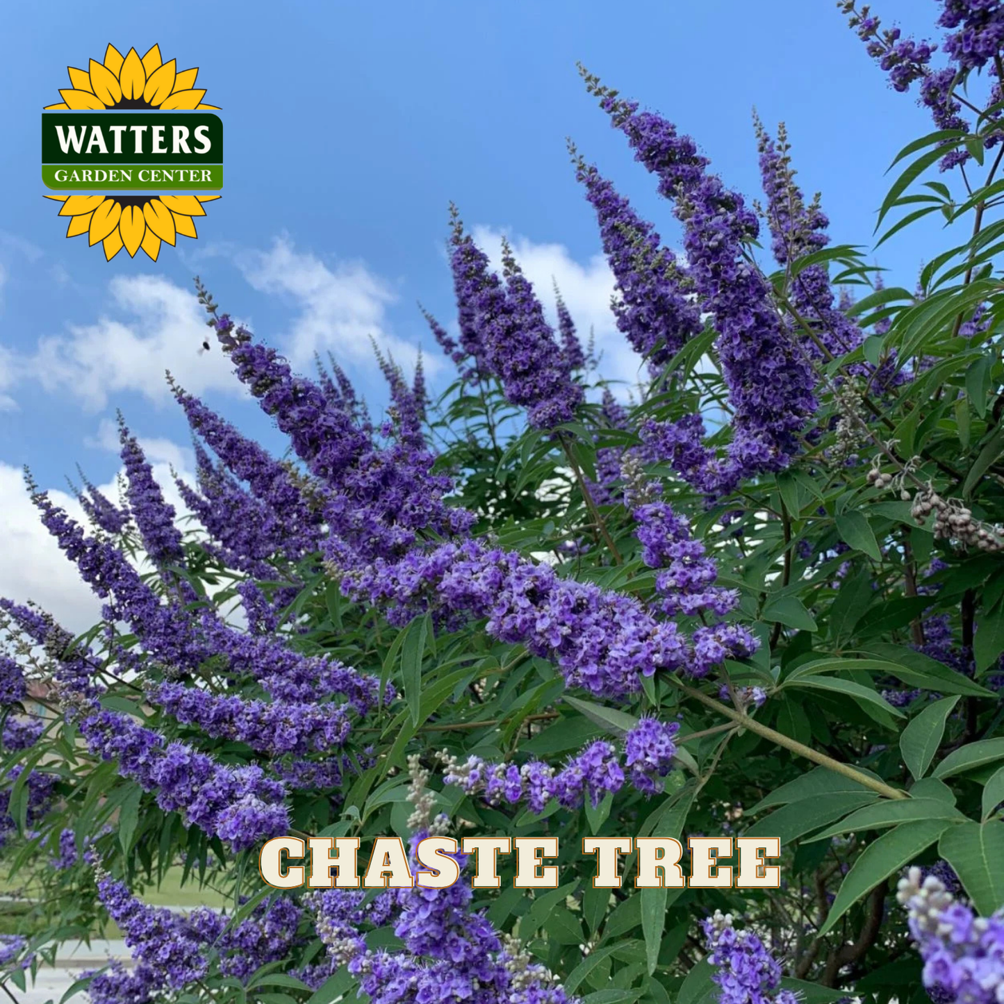 Purple chaste tree flowers with Watters Garden Center logo in the corner.