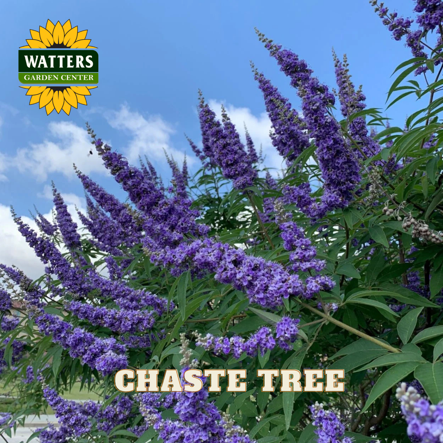 Purple chaste tree flowers with Watters Garden Center logo in the corner.