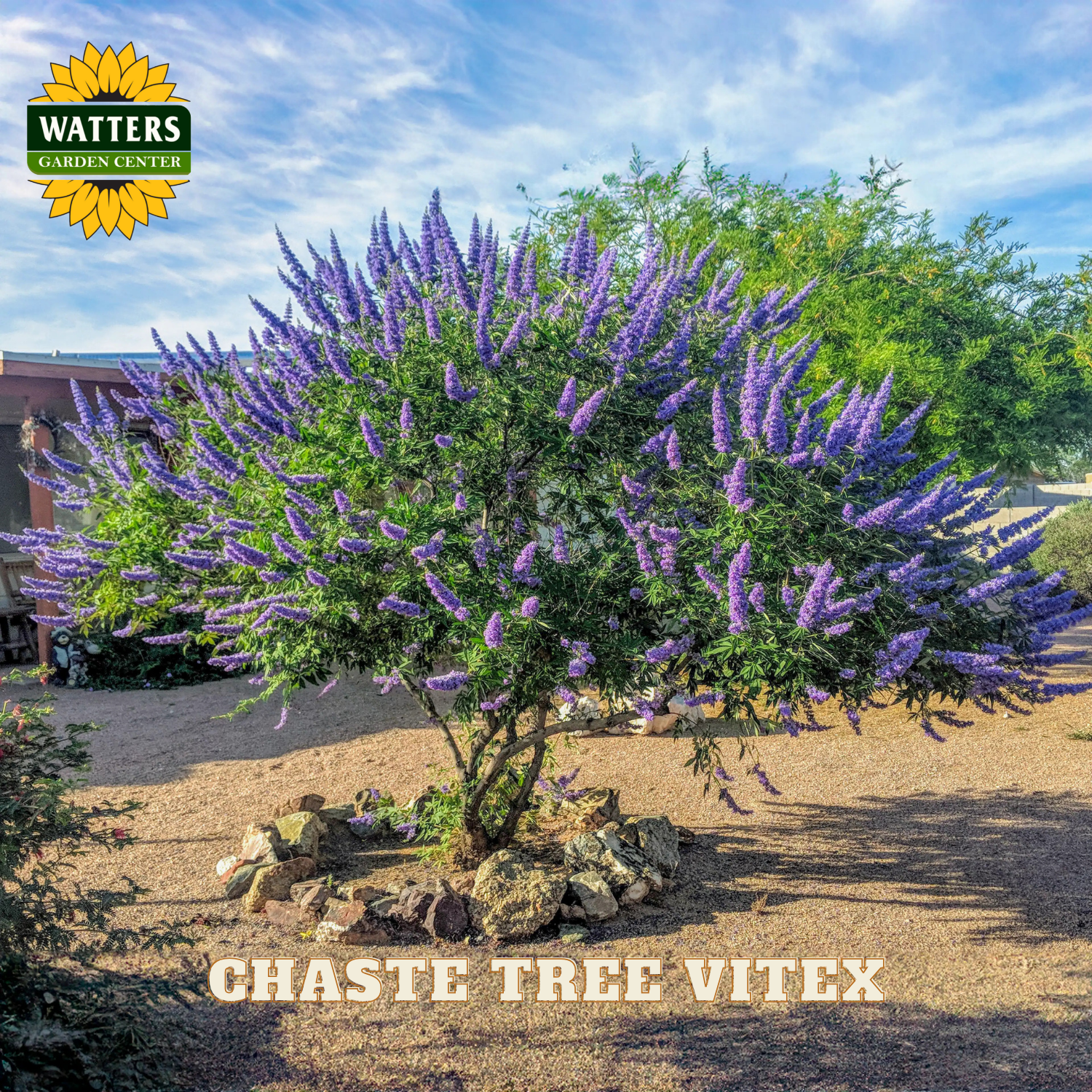 Ghaste Tree Vitex with Watters Garden Center logo in the corner
