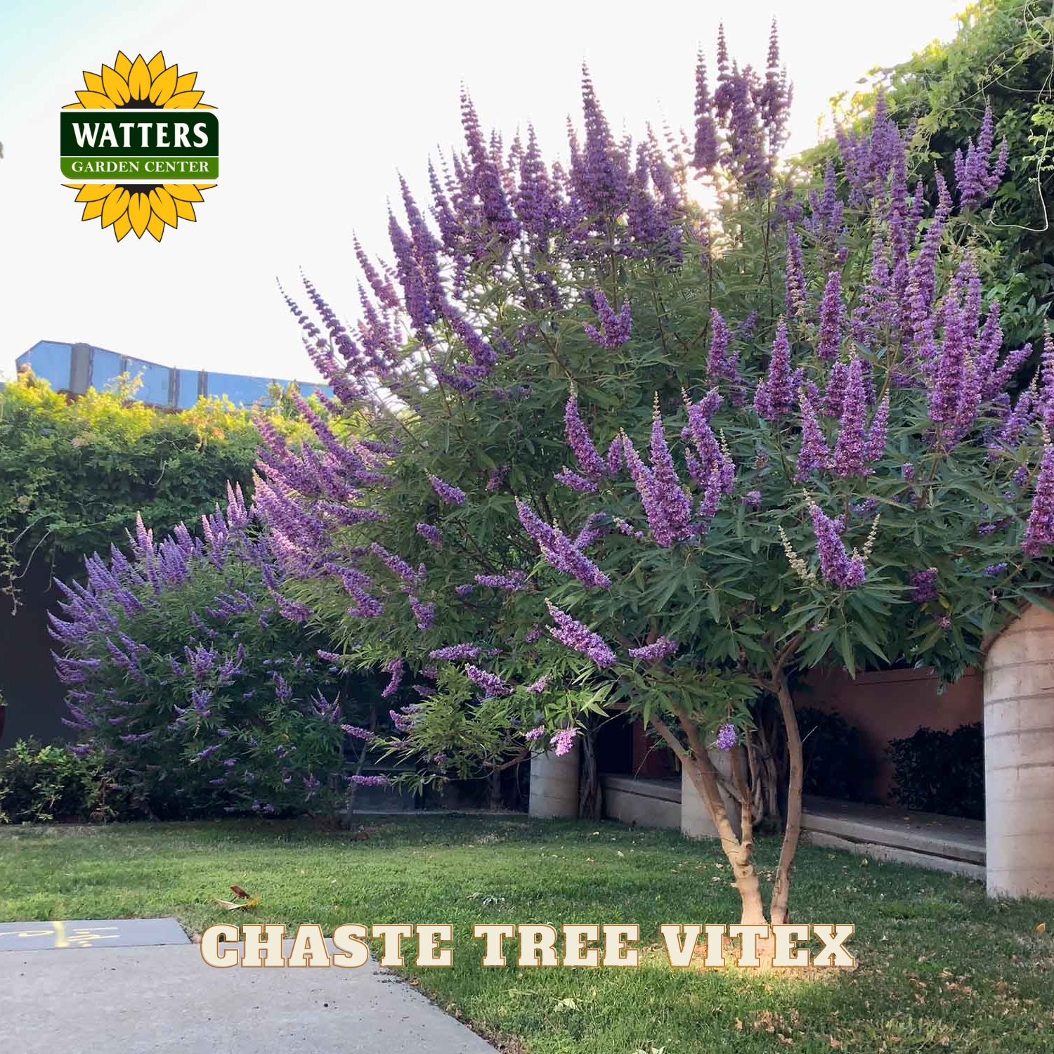 Ghaste Tree Vitex plant with Watters Garden Center logo in the corner.