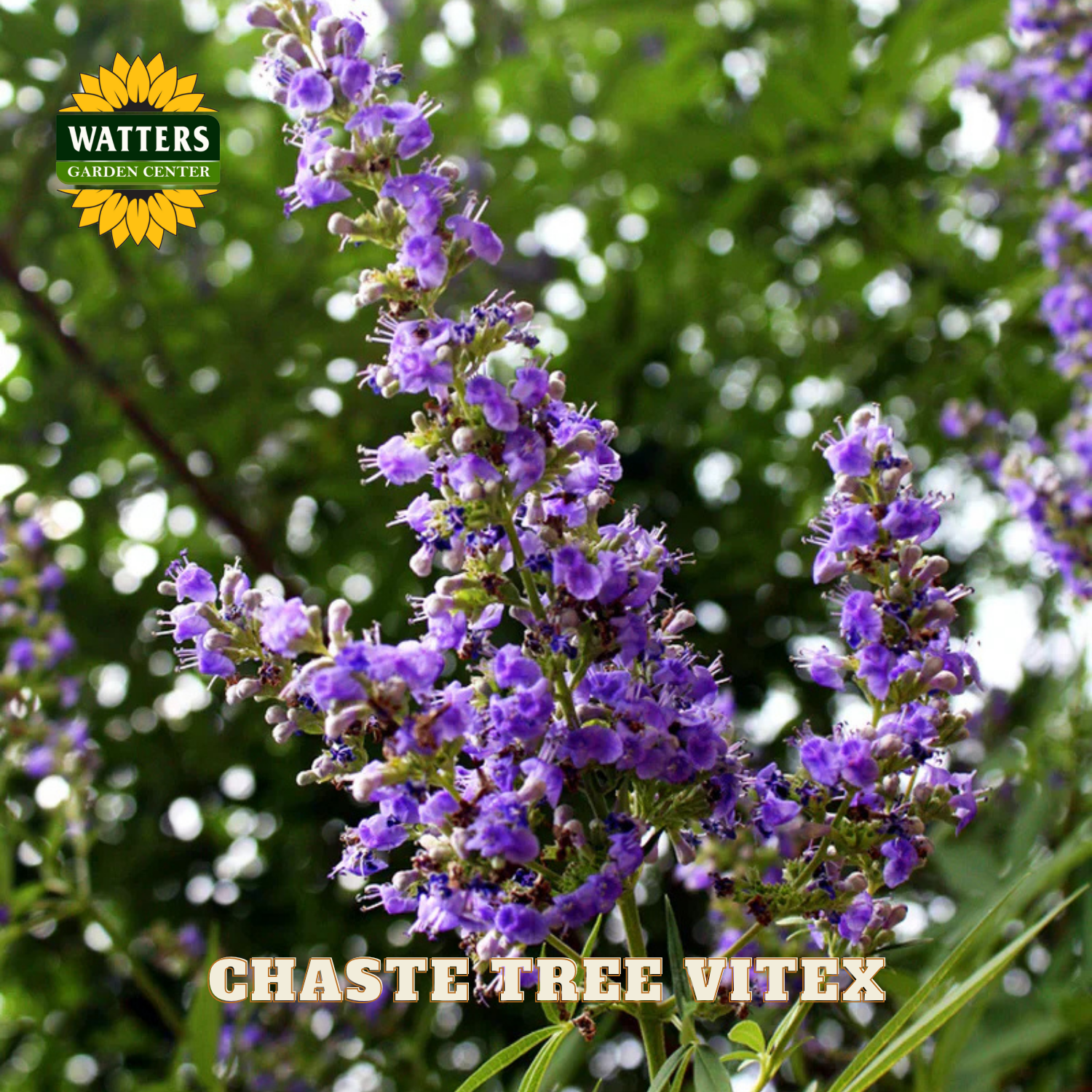 Purple flowers with Watters Garden Center logo and 'Chaste Tree Vitex' text.
