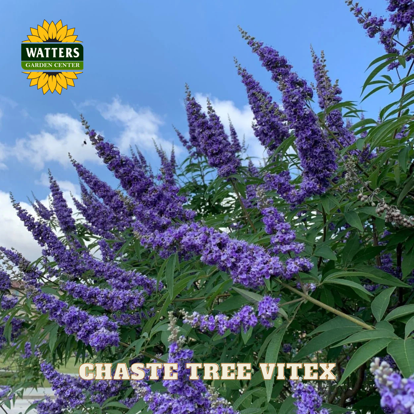 Purple flowers with Watters Garden Center logo and 'Chaste Tree Vitex' text.