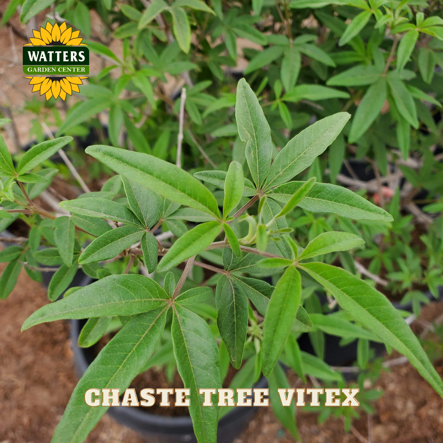 Chaste tree vitex plant with Watters Garden Center logo