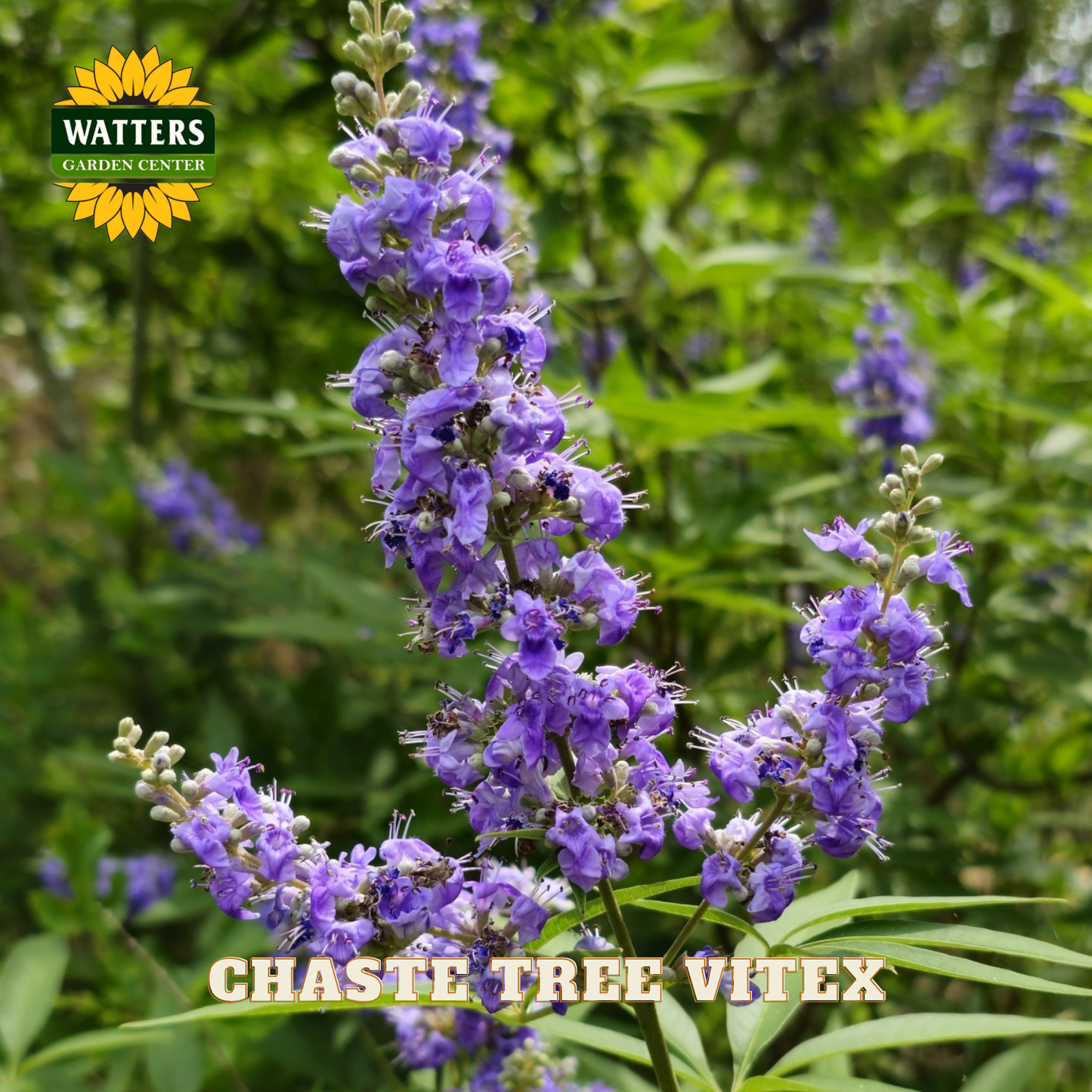 Purple flower with green leaves and Watters Garden Center logo.