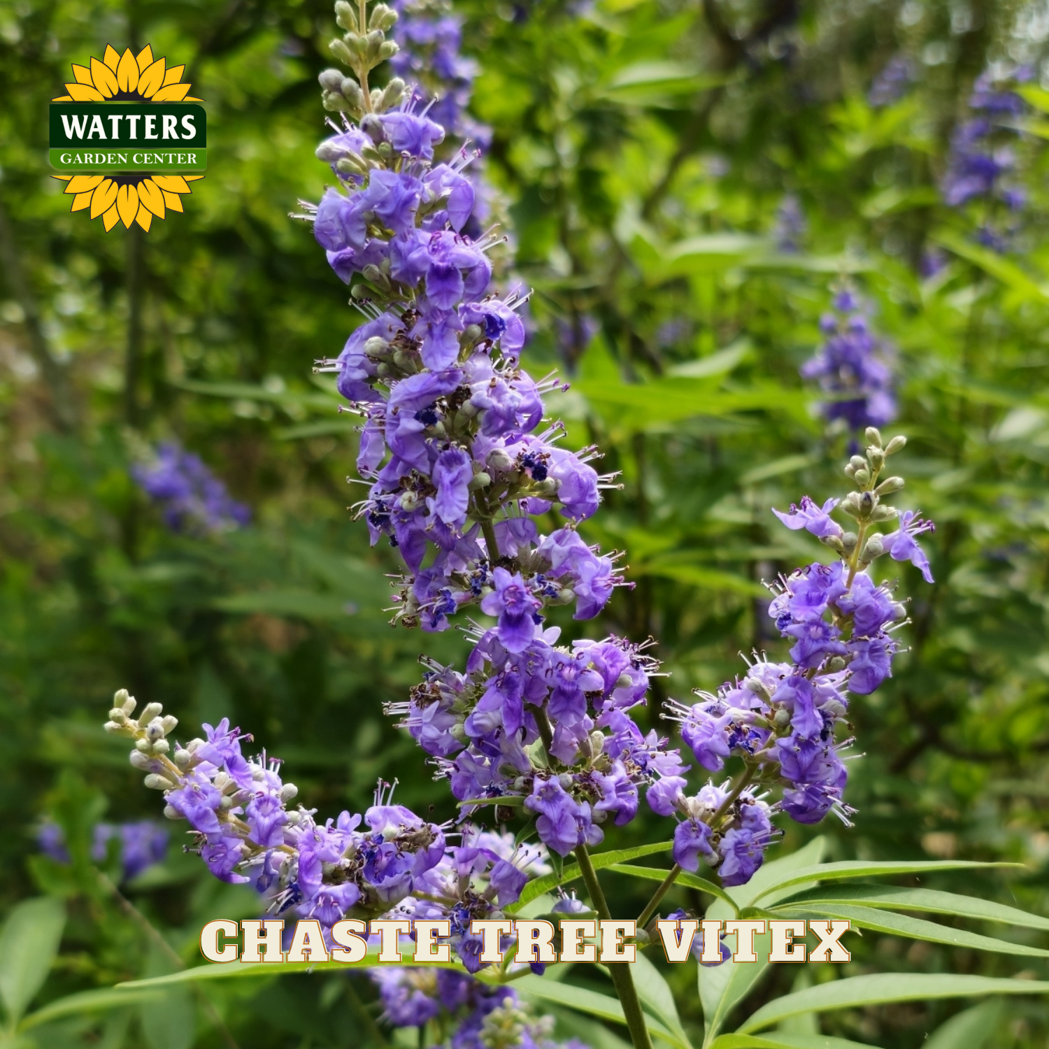 Purple flower with green leaves and Watters Garden Center logo.