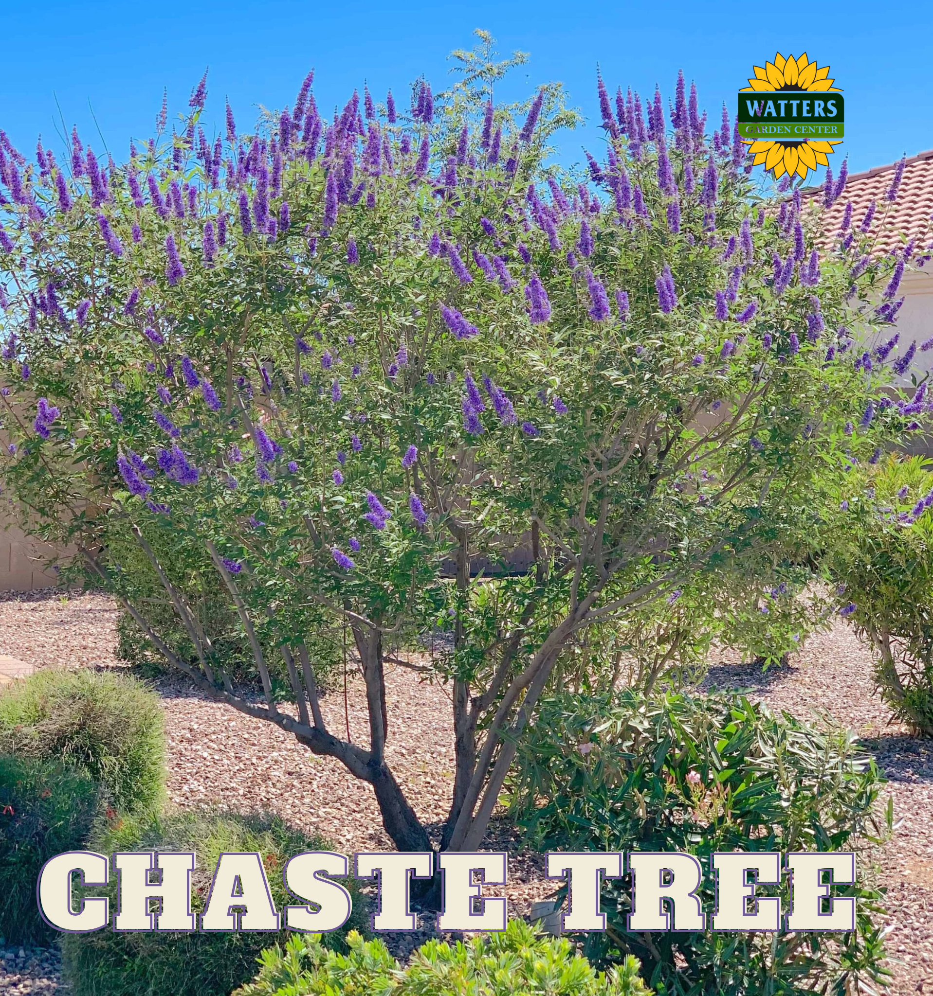 A mature purple chaste tree with spikes of flowers, planted in a garden bed with Watters branding visible.