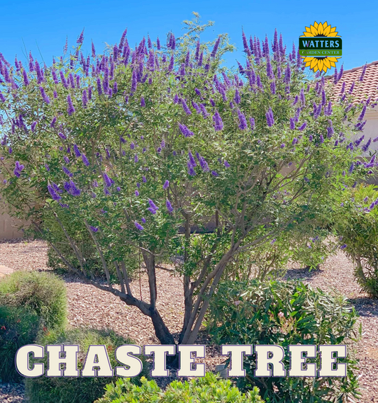 A mature purple chaste tree with spikes of flowers, planted in a garden bed with Watters branding visible.