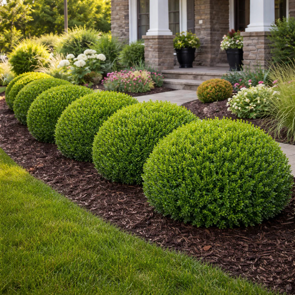 Green Velvet Boxwood (BUXUS M. GREEN VELVET) - 3 gallon 12"