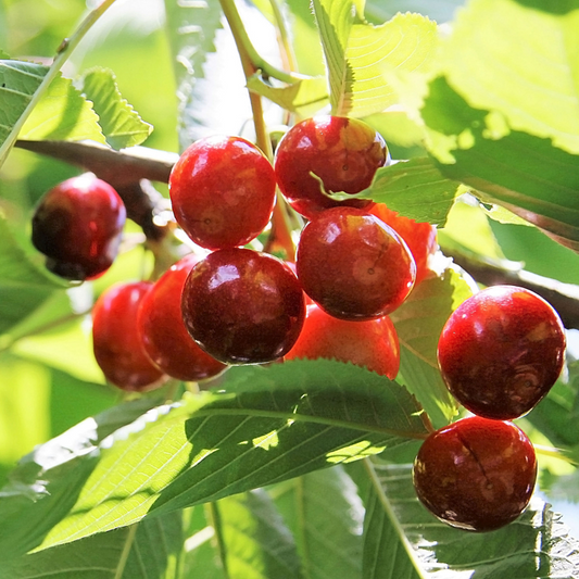 Stella Cherry – Landscape-Ready Fruit Tree