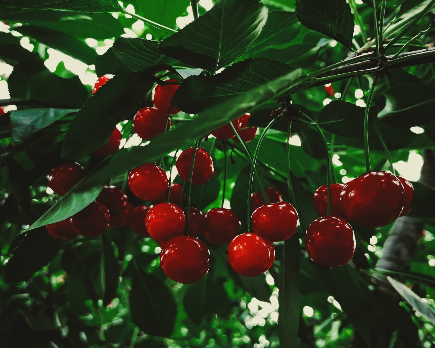 UTAH GIANT CHERRY TREE 7gal