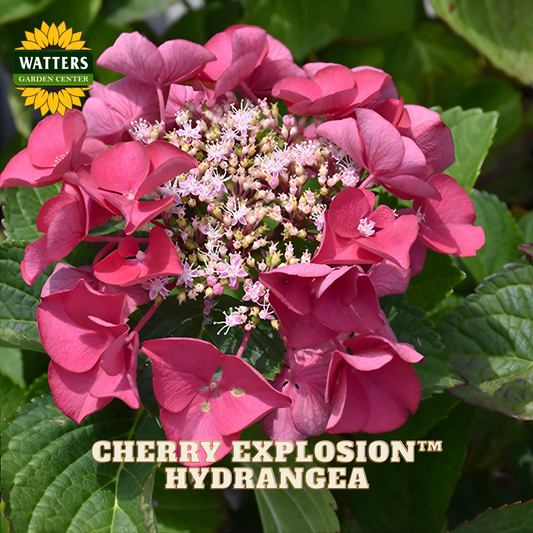 Pink hydrangea flower with green leaves and Watters Garden Center logo.