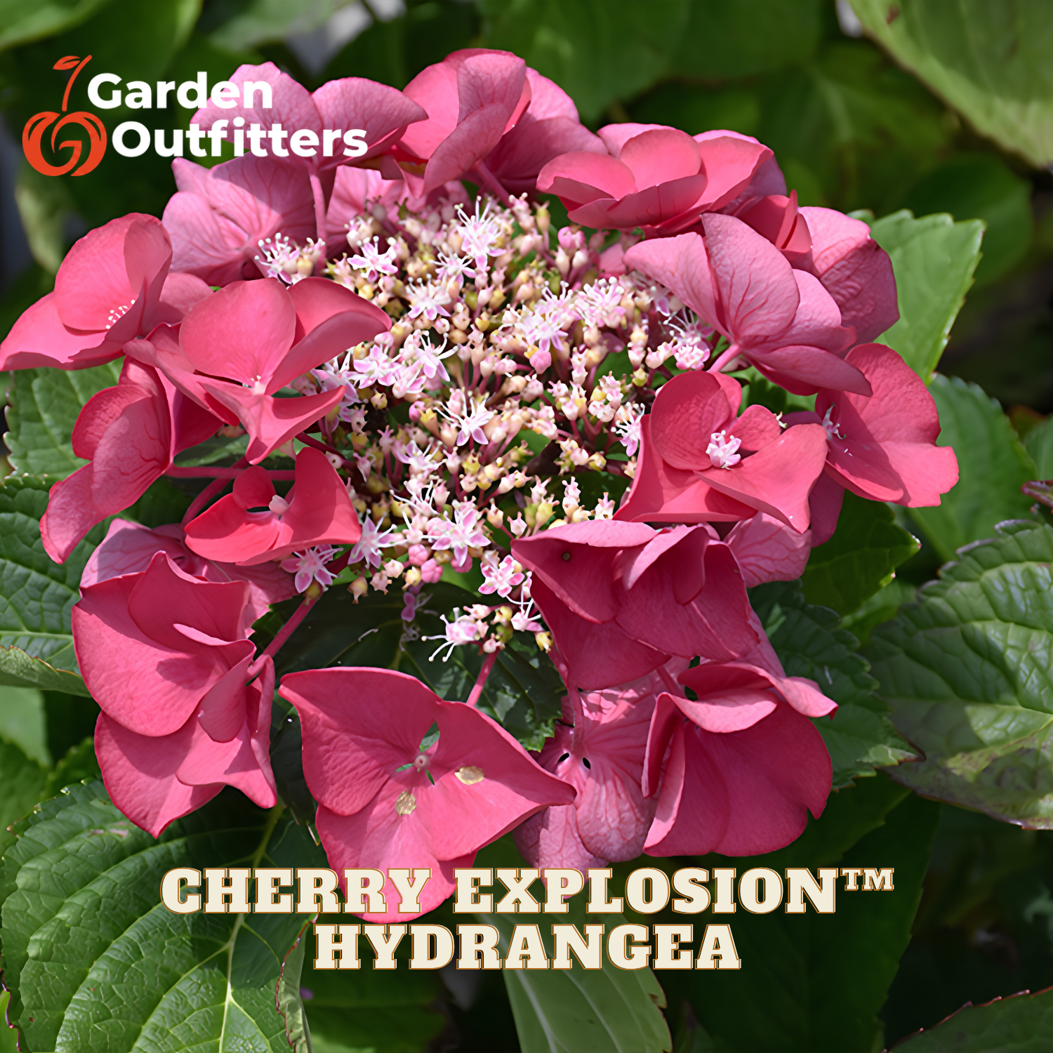 A close-up of a pink cherry explosion hydrangea flower head with green leaves, featuring the Garden Outfitters logo and 'CHERRY EXPLOSION™ HYDRANGEA' text overlays.
