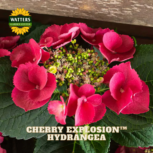 Pink hydrangea flowers with green leaves and 'Watters Garden Center' branding.