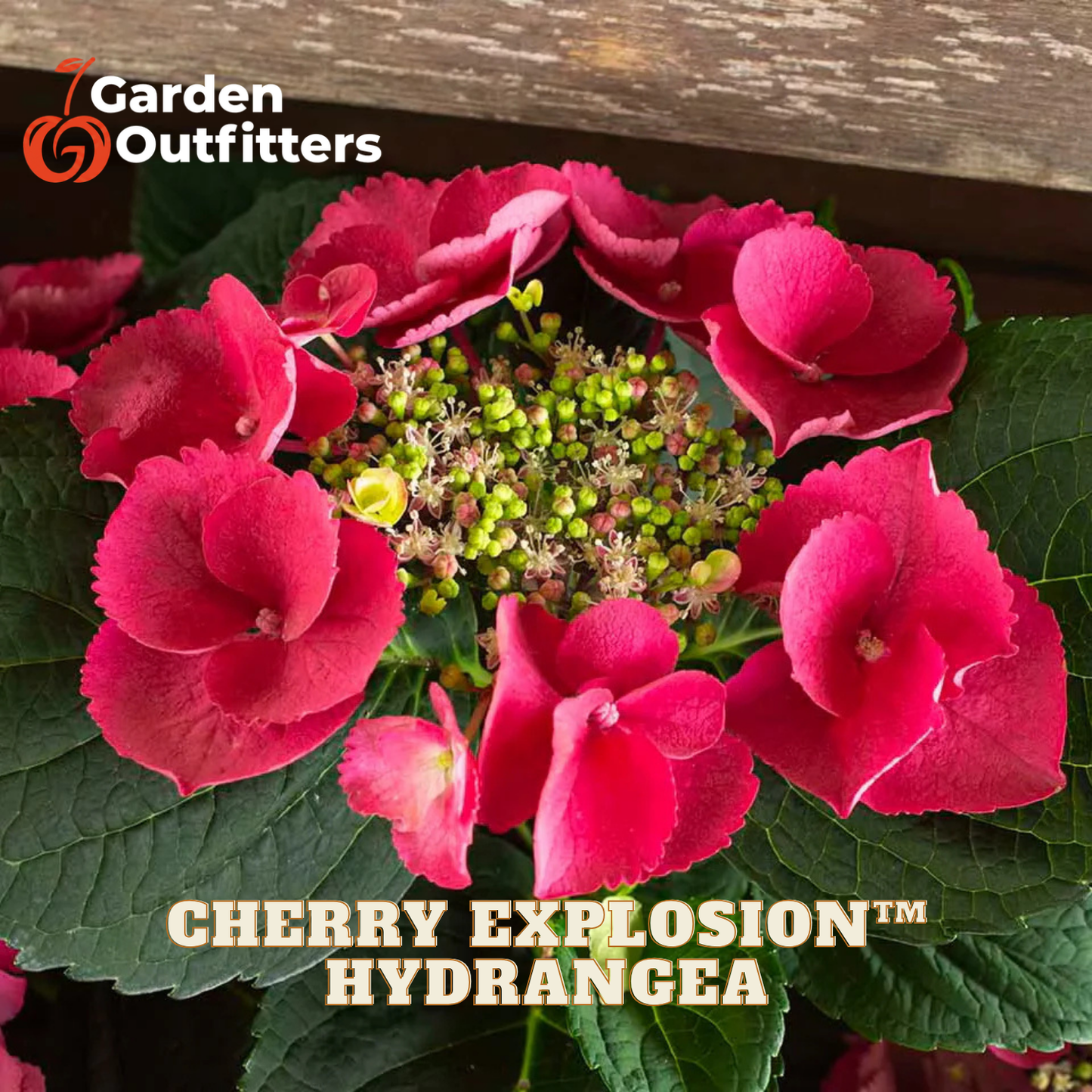 A close-up of a cherry explosion hydrangea plant with bright pink flowers and green leaves, with Garden Outfitters branding and product text overlaid.