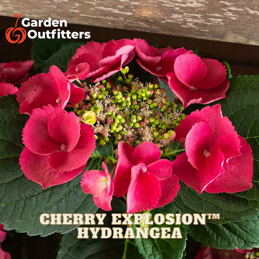 A close-up of a cherry explosion hydrangea plant with bright pink flowers and green leaves, with Garden Outfitters branding and product text overlaid.
