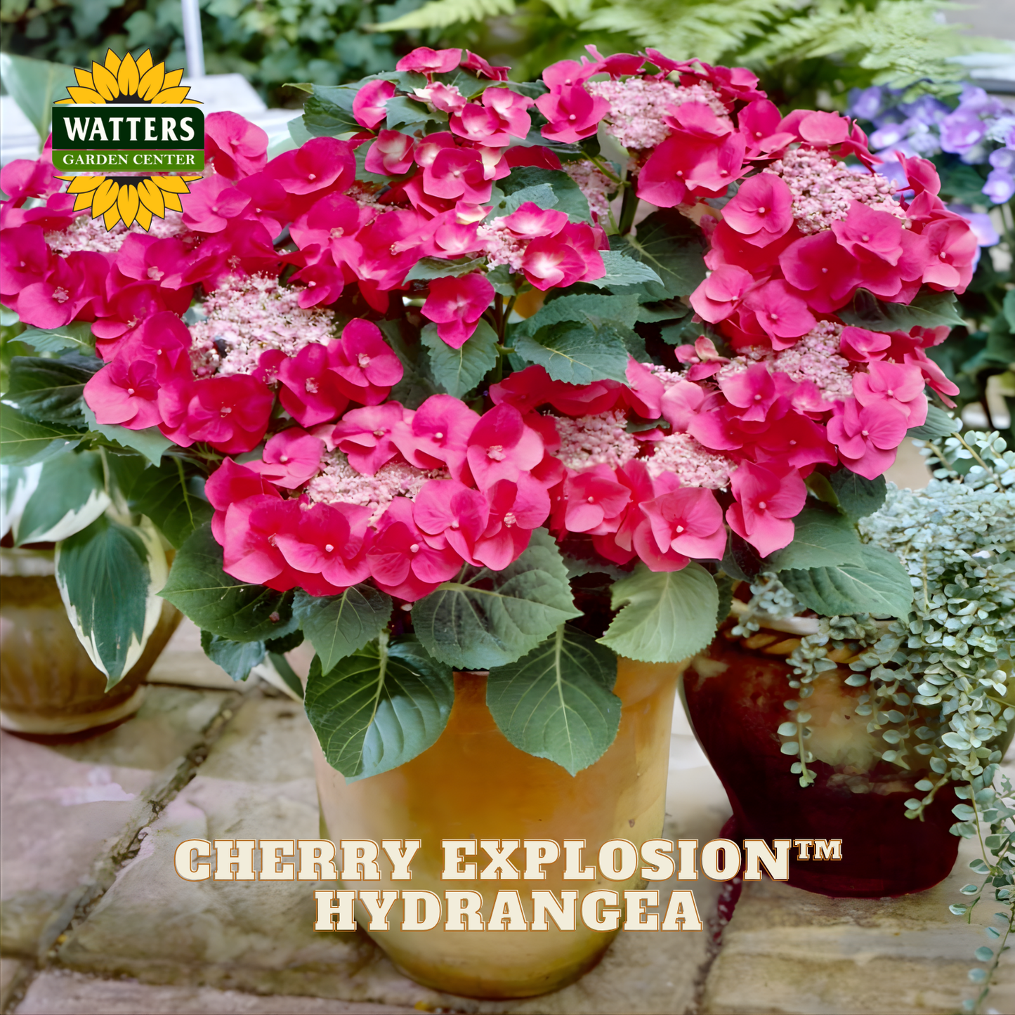 Potted cherry explosion hydrangea with Watters Garden Center logo.