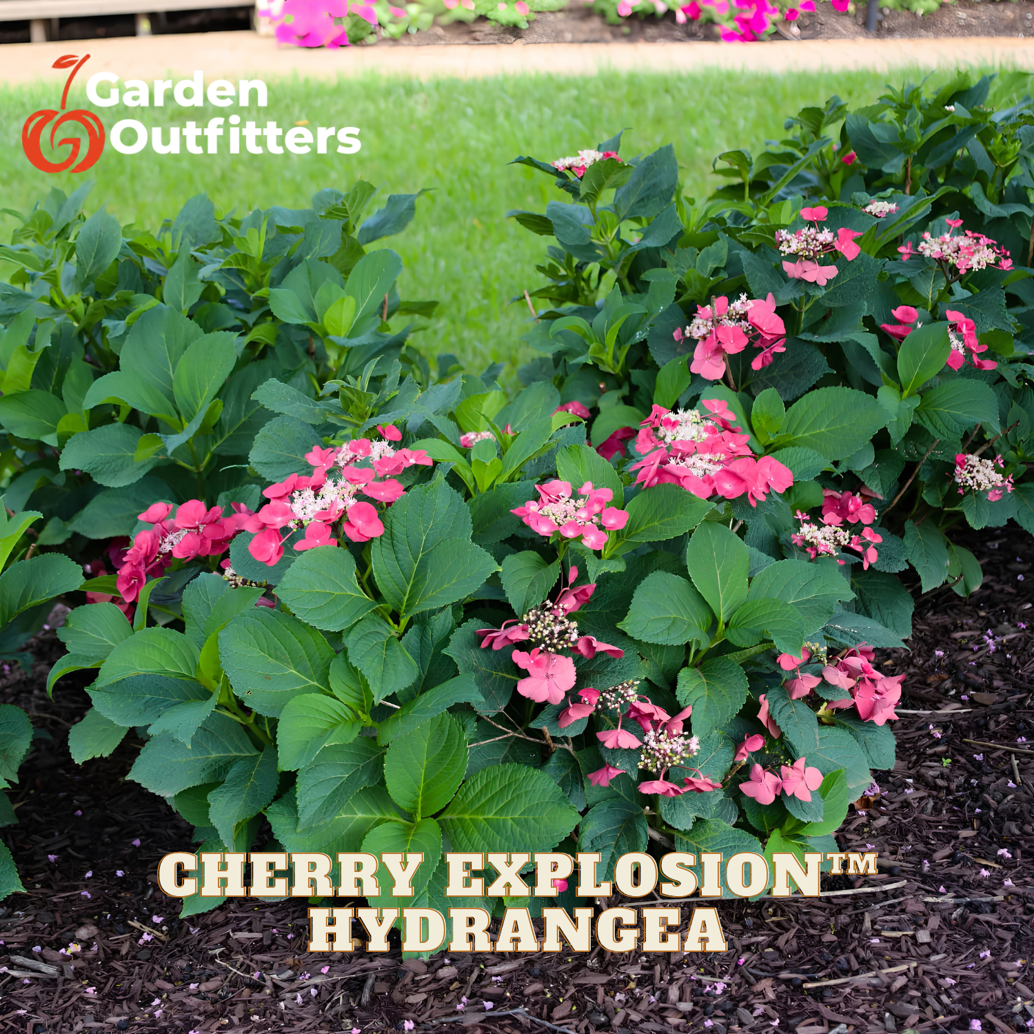 Cherry Explosion™ hydrangea plants with bright pink flowers and green leaves growing in a garden bed with mulch and grass in the background. Garden Outfitters logo appears in the top left, and product text is overlaid at the bottom.