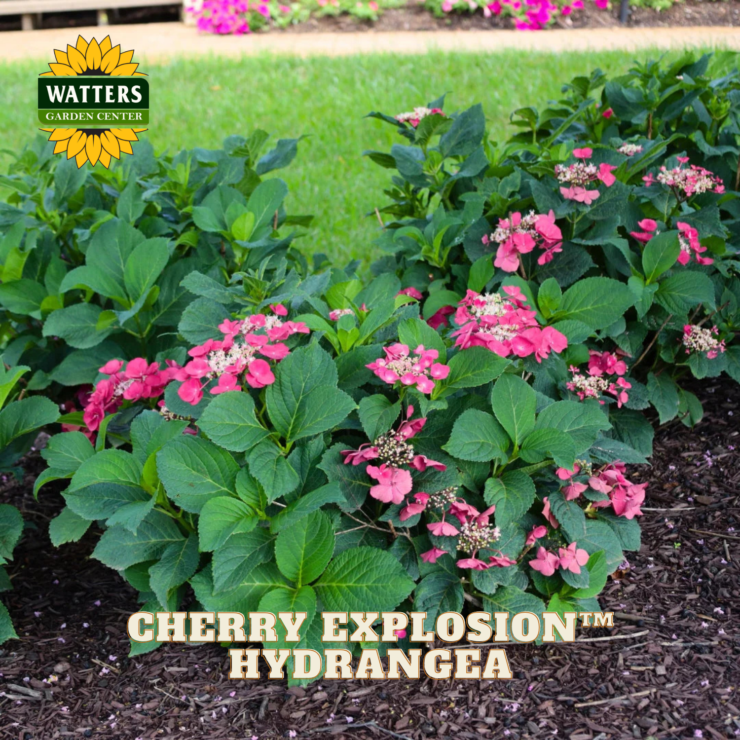 Cherry Explosion Hydrangea plant with pink flowers and green leaves, branded with Watters Garden Center.