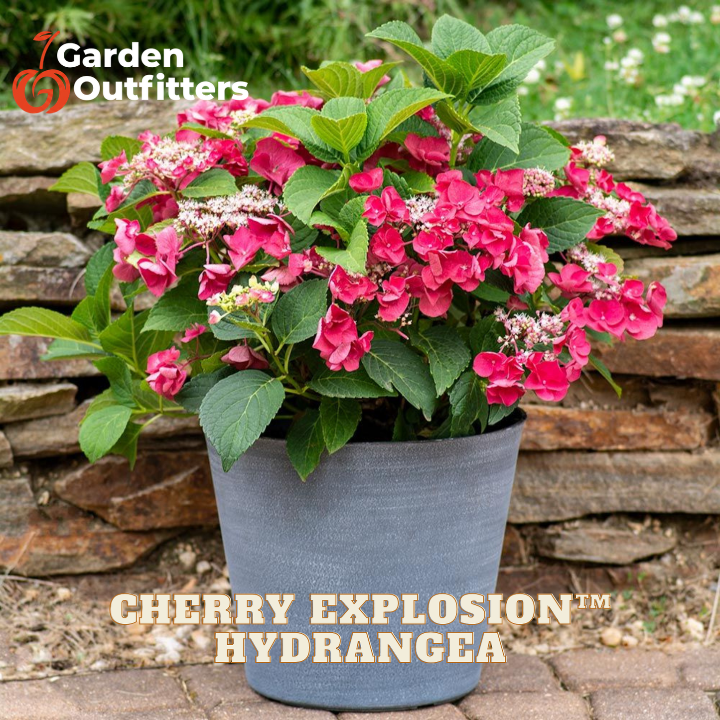 A potted Cherry Explosion hydrangea plant with vibrant pink flowers and green leaves, in a gray pot, set against a rustic stone wall background. The Garden Outfitters logo is visible in the top left, and the text 'CHERRY EXPLOSION HYDRANGEA' is at the bottom.