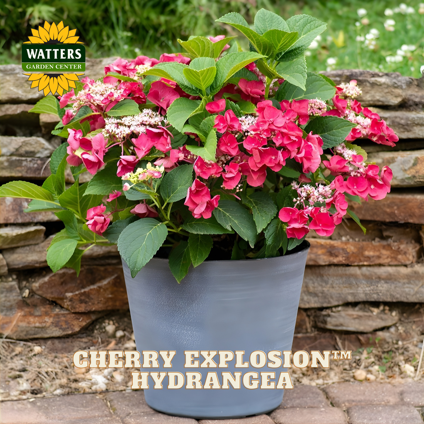 Potted Cherry Explosion Hydrangea plant with Watters Garden Center branding.