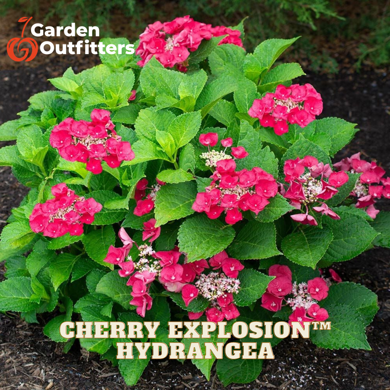 A vibrant hydrangea bush with bright pink flowers and lush green leaves, labeled 'Cherry Explosion' by Garden Outfitters. The plant is shown growing in dark soil, with text overlays at the top left and bottom center.
