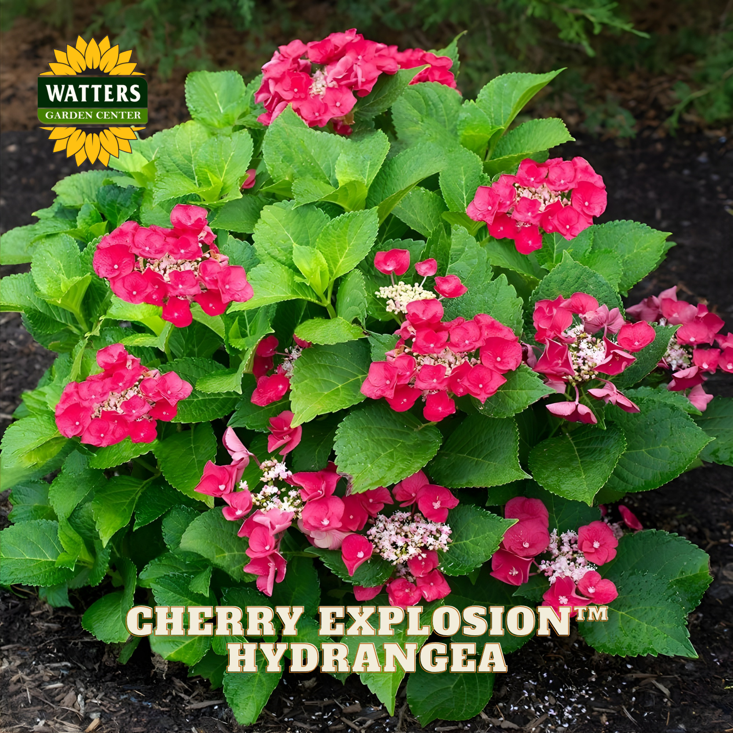 Cherry Explosion Hydrangea plant with pink flowers and green leaves, branded by Watters Garden Center.