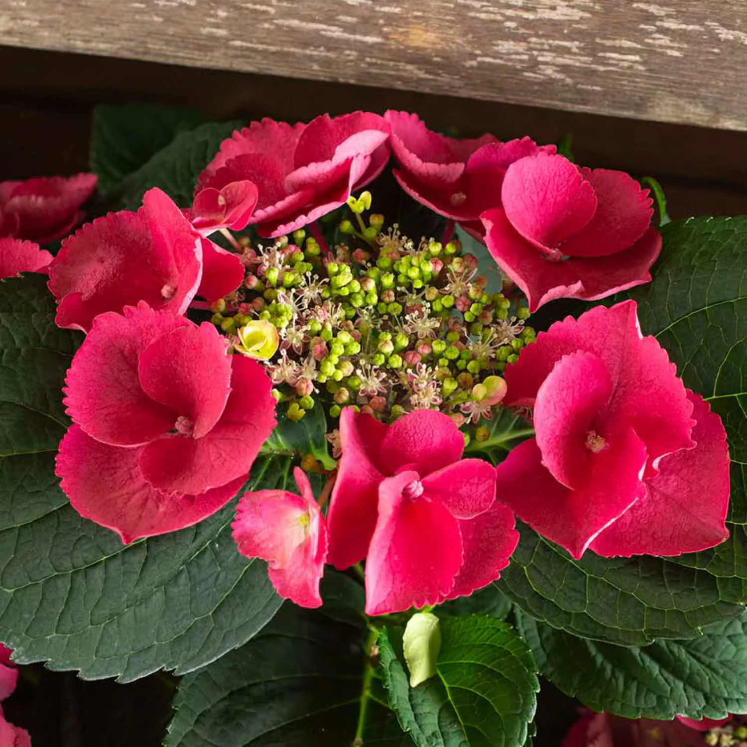 A close-up of a hydrangea flower head with bright pink blooms, dark green leaves, and a central cluster of small green buds, photographed outdoors against a weathered wooden surface.