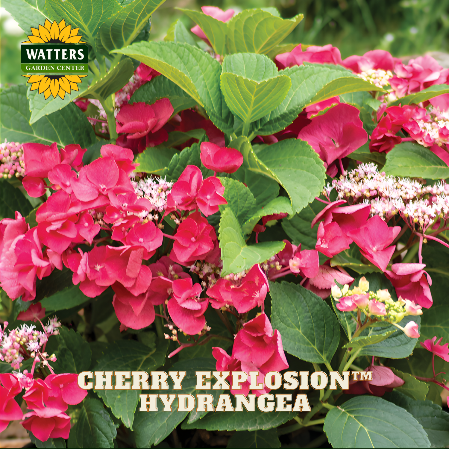 Cherry Explosion Hydrangea with Watters Garden Center branding