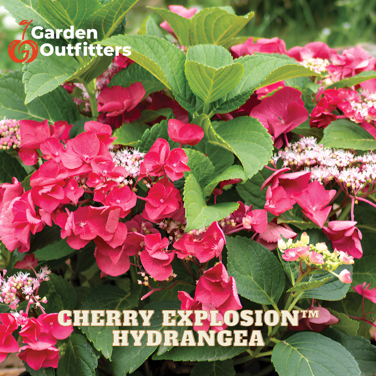 A close-up of a hydrangea bush with bright pink to magenta flower heads and large green leaves. Text overlays read 'Garden Outfitters' and 'CHERRY EXPLOSION™ HYDRANGEA'.