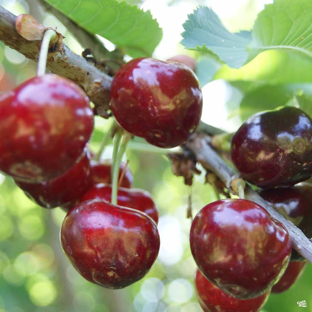 VAN CHERRY TREE 7gal