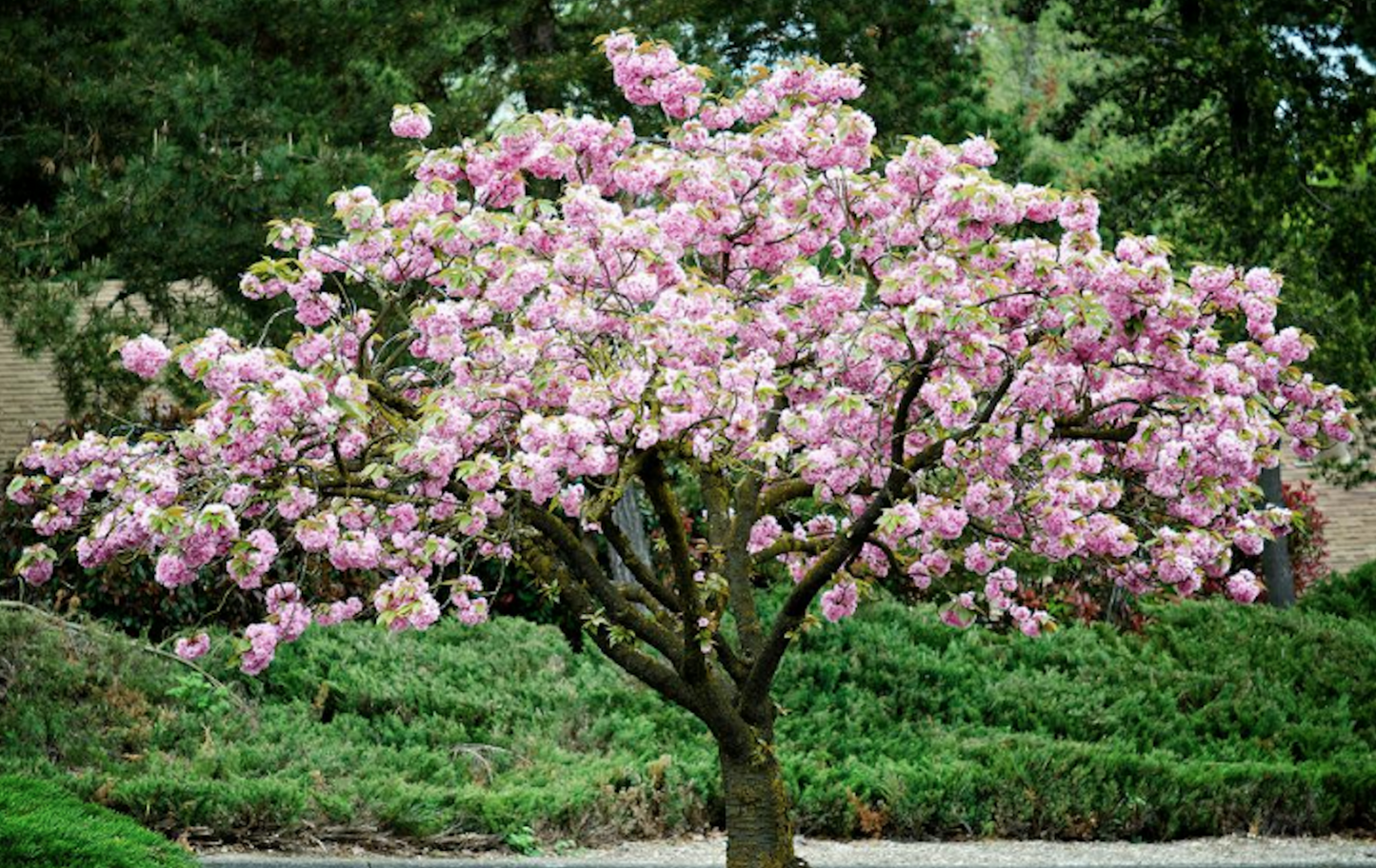 KWANZAN FLOWERING CHERRY TREE 10gal