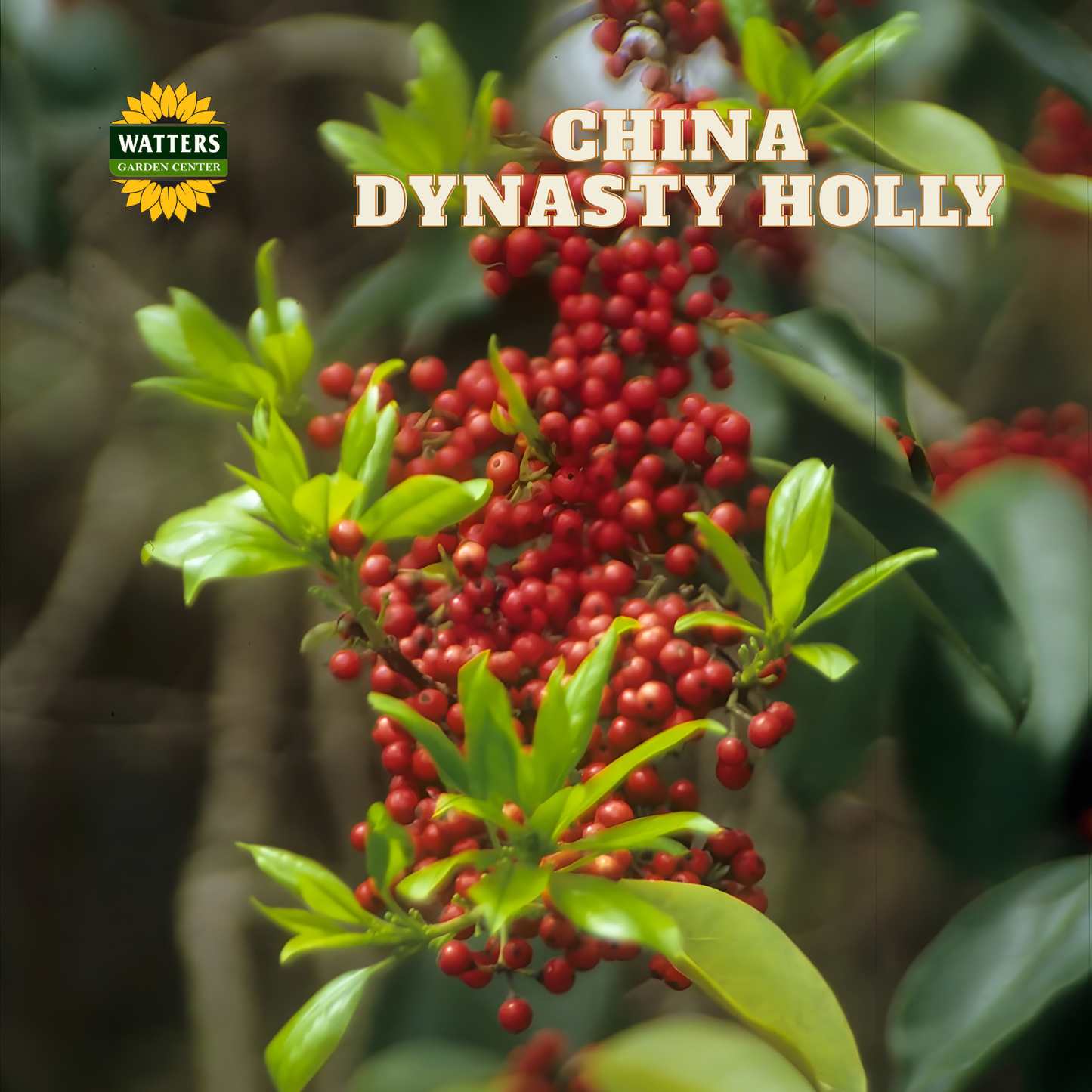 China Dynasty (China Boy/China Girl) Holly (ILEX X MES. CHINA DYNASTY) - 3 gallon 15"
