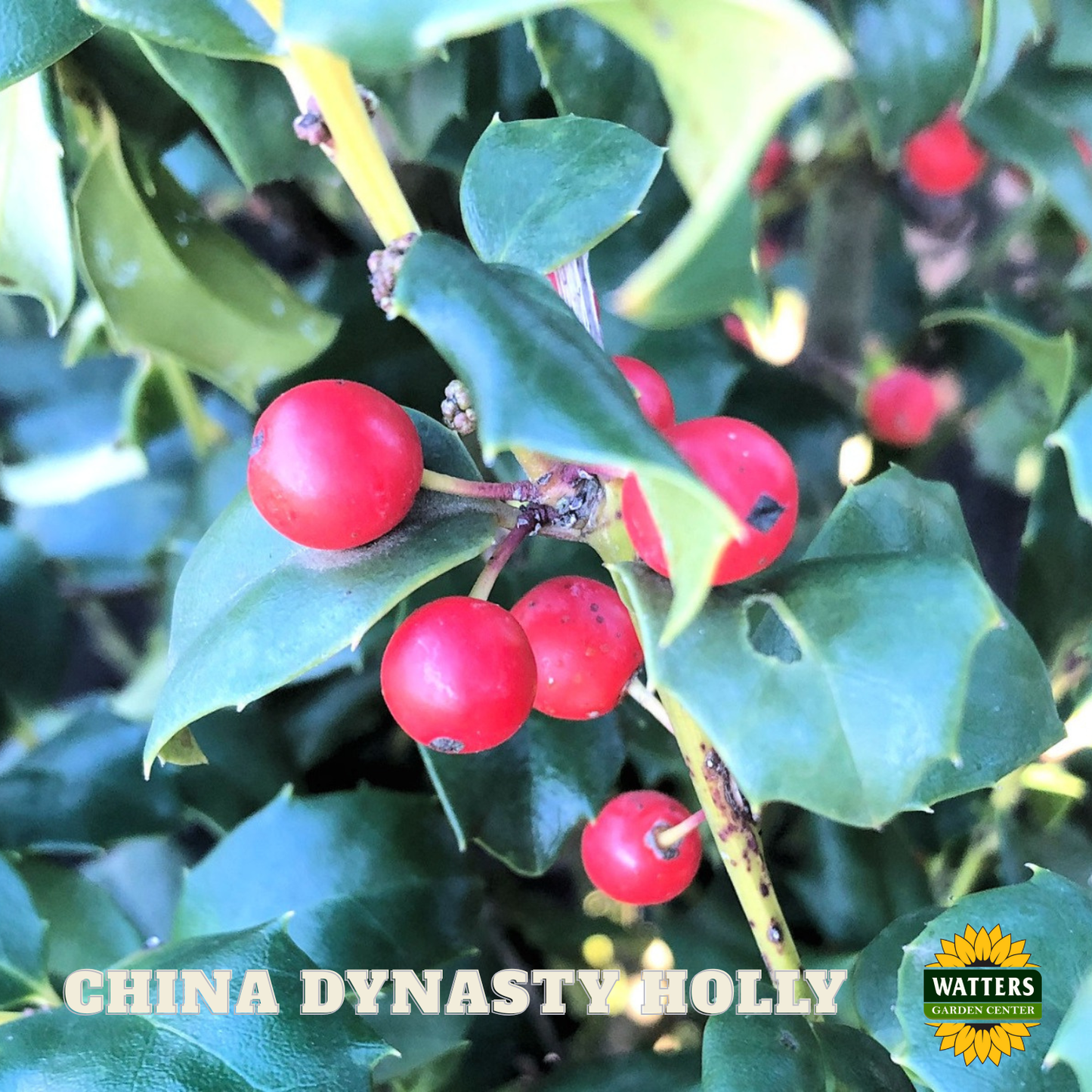 China Dynasty (China Boy/China Girl) Holly (ILEX X MES. CHINA DYNASTY) - 3 gallon 15"