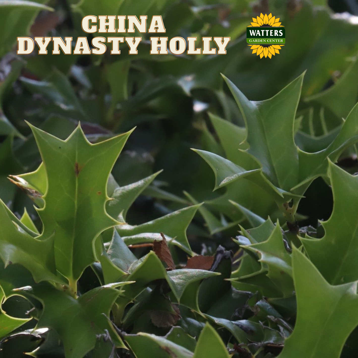 China Dynasty (China Boy/China Girl) Holly (ILEX X MES. CHINA DYNASTY) - 3 gallon 15"