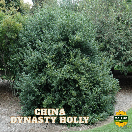 China Dynasty (China Boy/China Girl) Holly (ILEX X MES. CHINA DYNASTY) - 3 gallon 15"