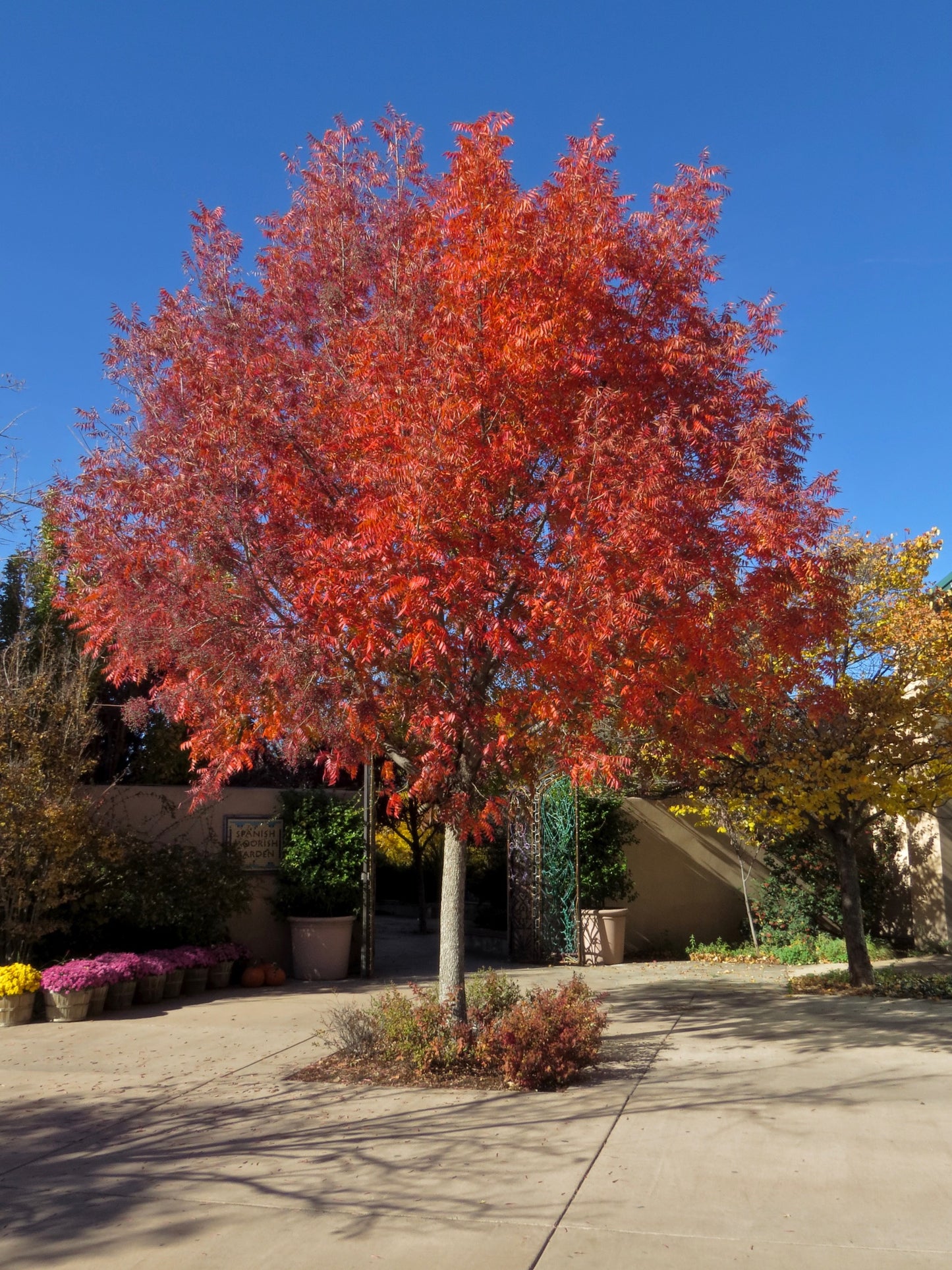 PISTACHE CHINESE TREE 5gal